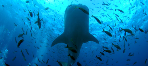 Whale sharks with Academy Bay Diving, Diving Galapagos