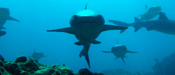 Reef sharks diving in Galapagos