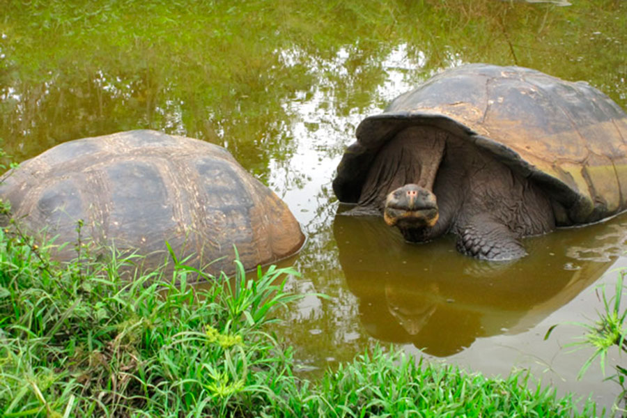 galapagos-tortoises - Academy Bay Diving