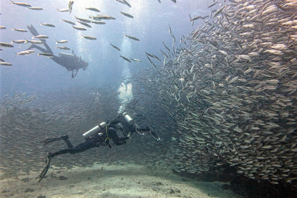 diving in galapagos with Academy Bay Diving