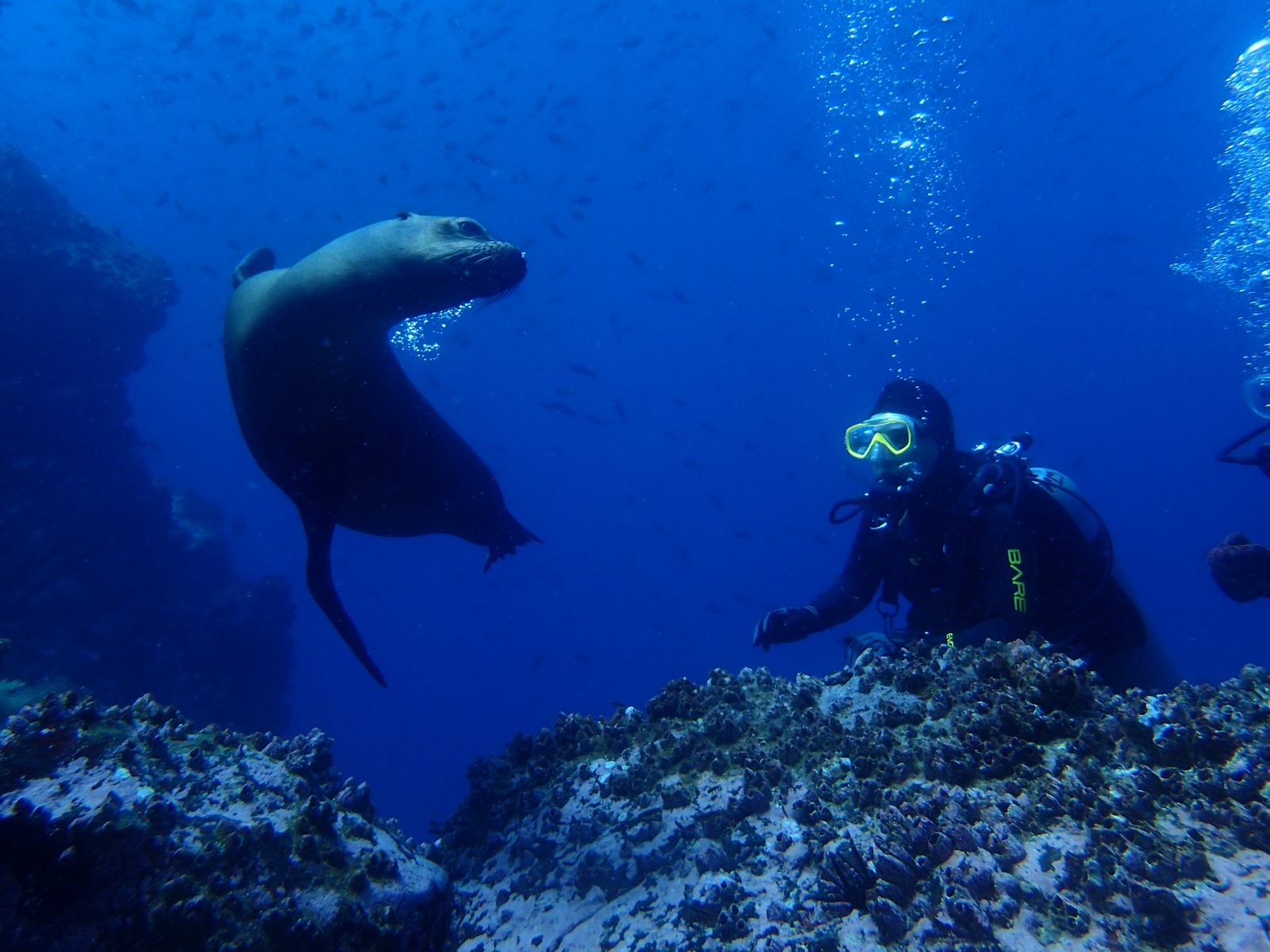 Sea lion with diver - Academy Bay Diving