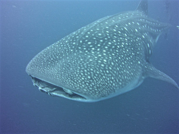 academy bay diving and whale sharks