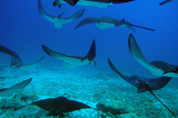 Diving galapagos with Eagle rays