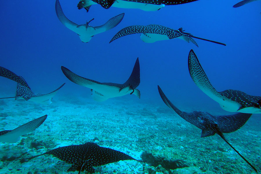 Diving galapagos with Eagle rays