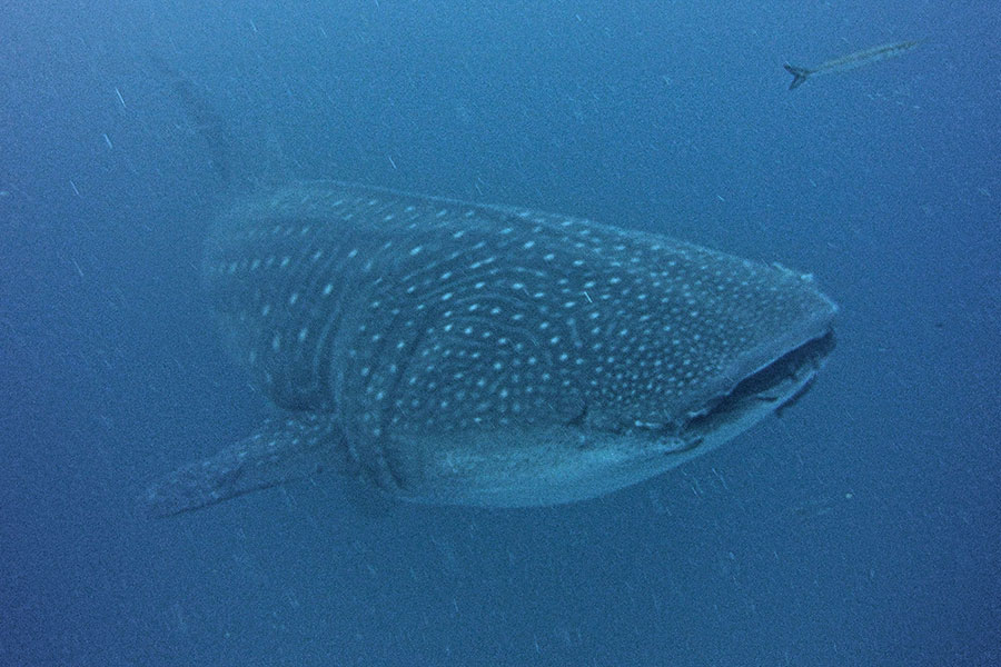 whaleshark diving with academy bay diving darwin arch