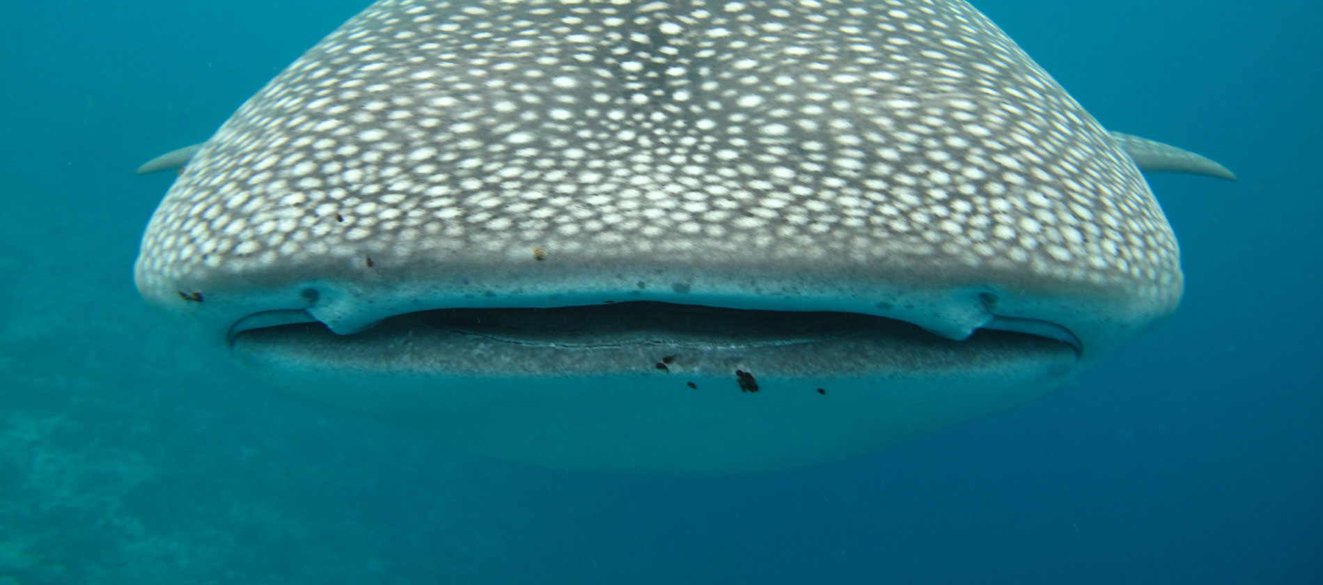 whale-shark-mouth-academy-bay-diving