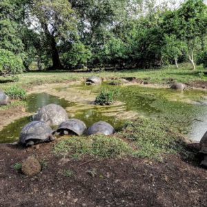 Visit Giant tortoises with Academy Bay Diving