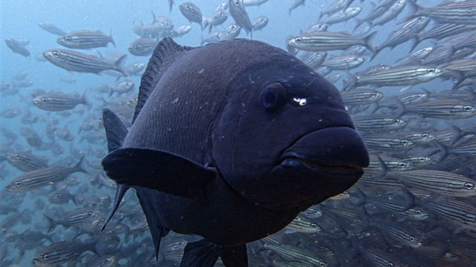 Damselfish, diving Galapagos