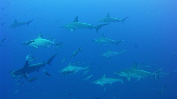 Diving Gordon Rocks & hammerheads