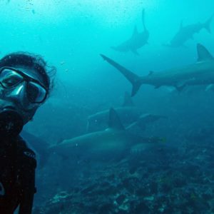 Diving Galapagos with hammerhead sharks
