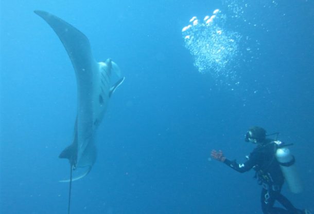 Giant Manta in Galapagos Diving