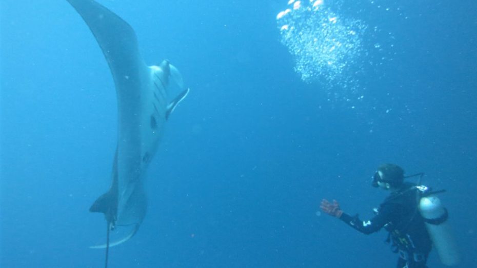 Giant Manta in Galapagos Diving
