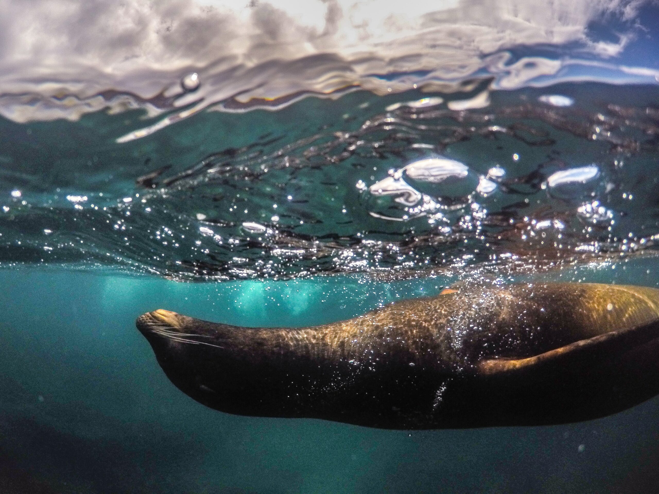 Image of seal underwater
