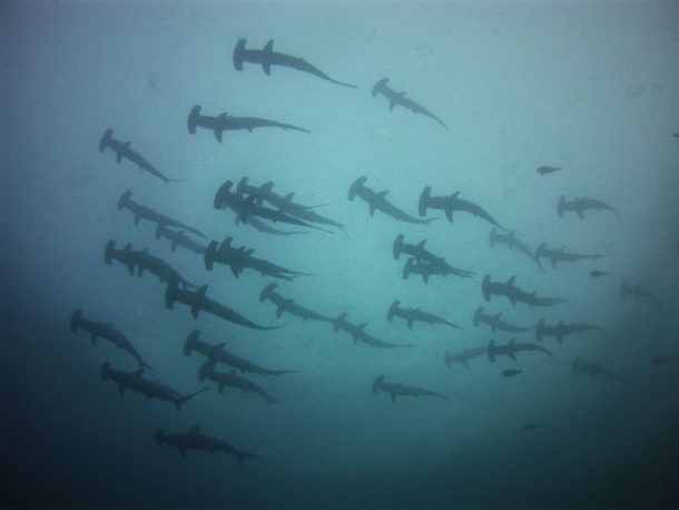 Hammerheads with Academy Bay Diving