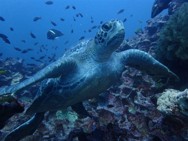 Diving with turtles at Gordon Rocks