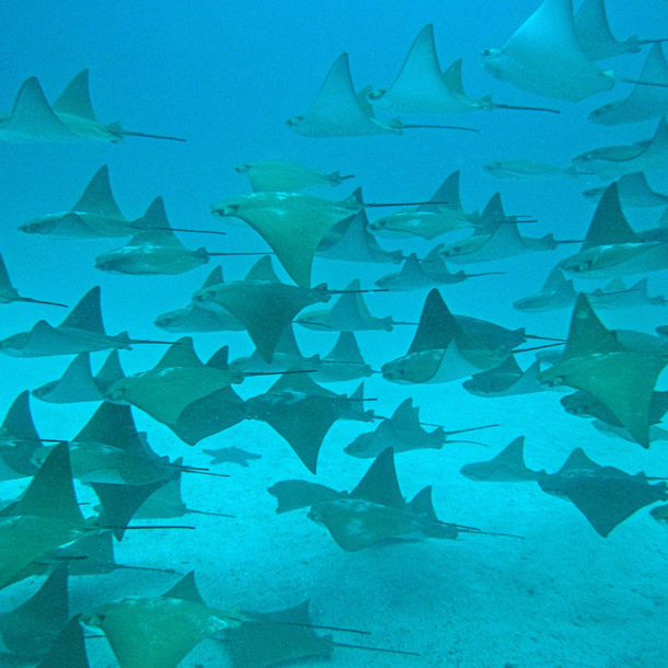 Golden Rays with Academy Bay Diving