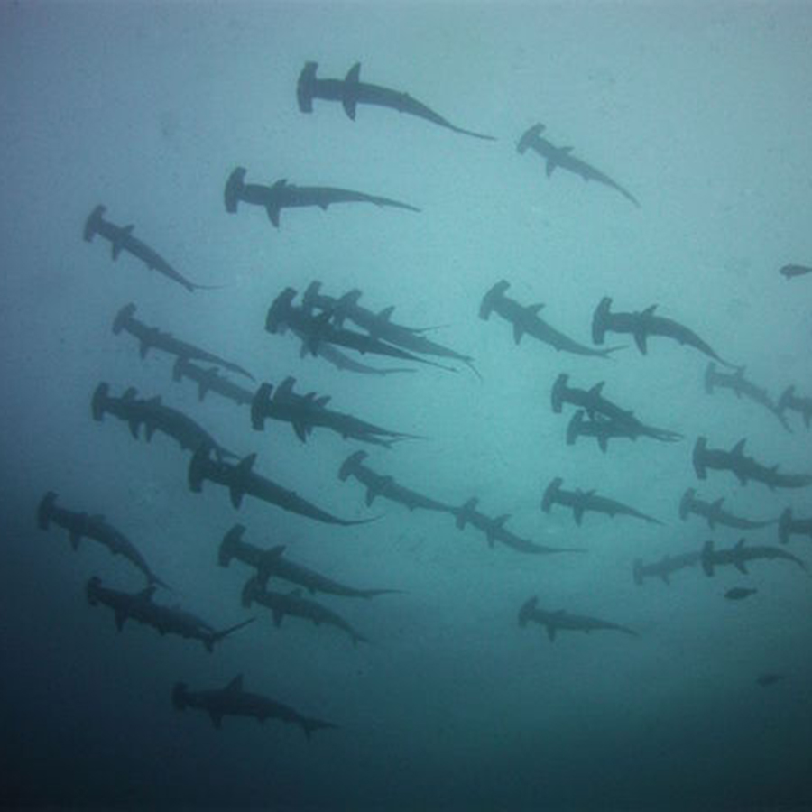 diving with hammerheads with Academy Bay Diving