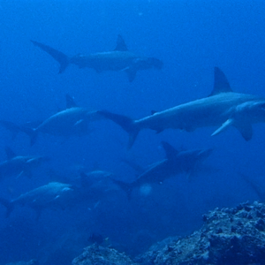 hammerheads in galapagos academy bay diving