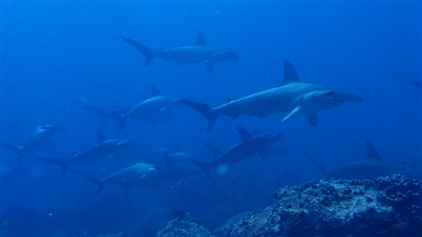diving with sharks galapagos