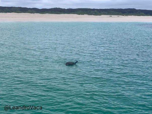 giant tortoise swimming in galapagos