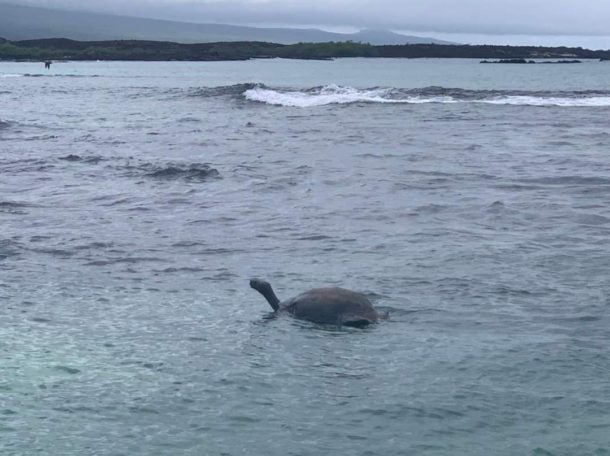 giant tortoise swimming in galapagos