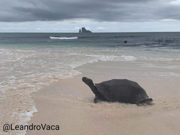 giant tortoise swimming at the beach galapagos