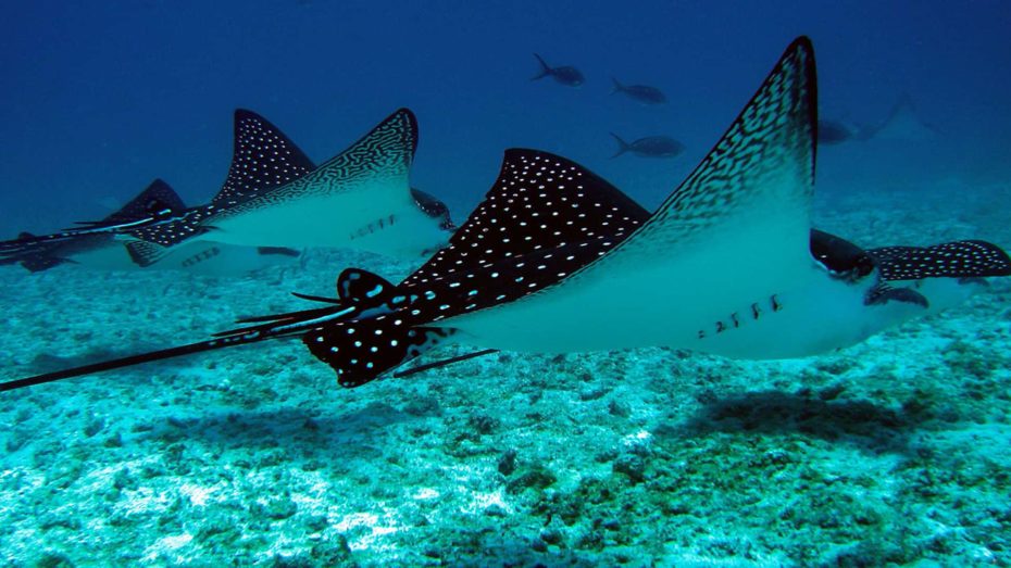 Eagle rays with Academy Bay Diving