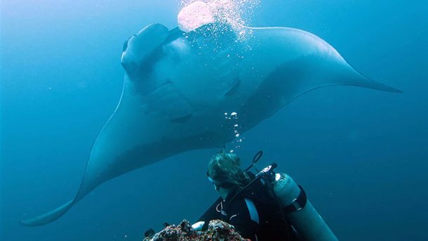 manta ray academy bay diving galapagos