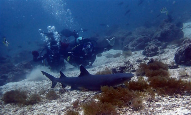 Introductory divers in Galapagos