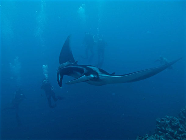 Diving with Manta academy b