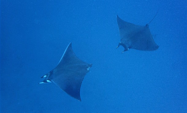 Mobula Ray in Galapagos 