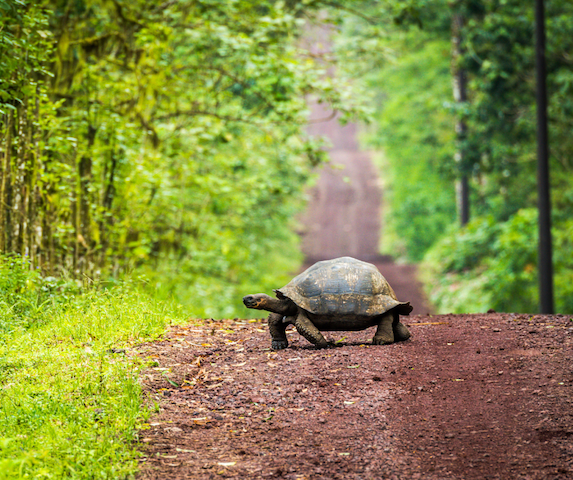 galapagos giant tortoise