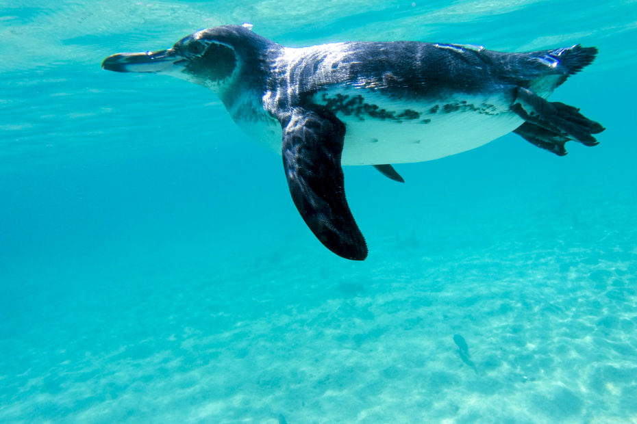 penguin swimming