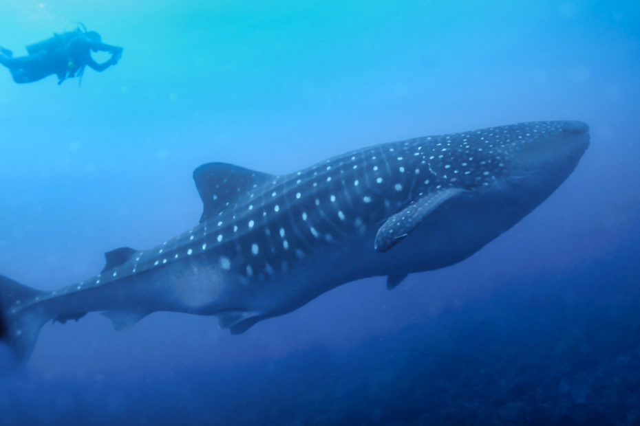 Whale Shark