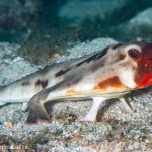 Red lipped Batfish Galapagos