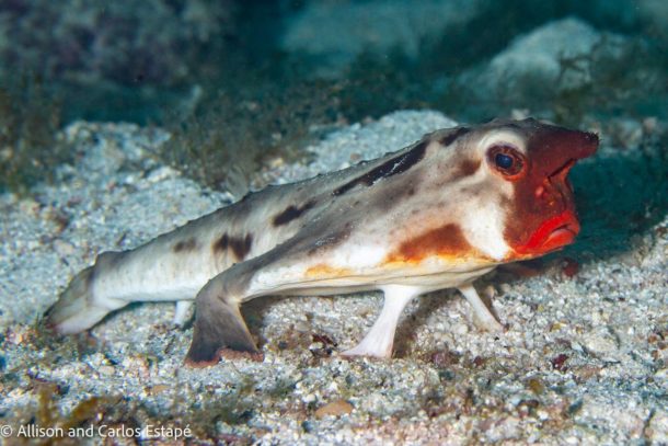 Red lipped Batfish Galapagos