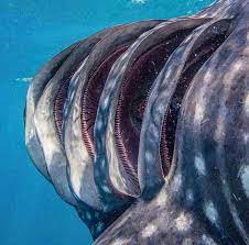 whaleshark gills galapagos