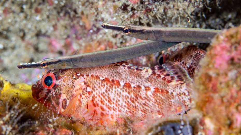 Fantail Pipefish Galapagos