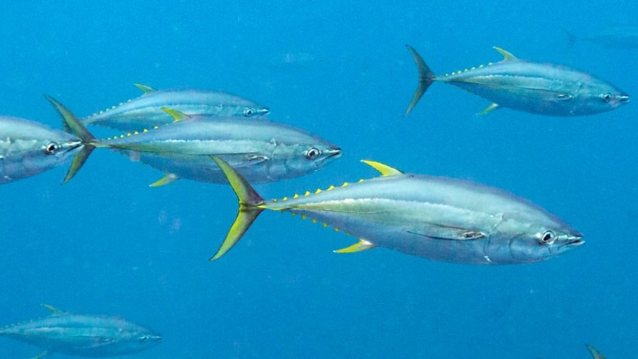 Yellowfin Tuna Galapagos