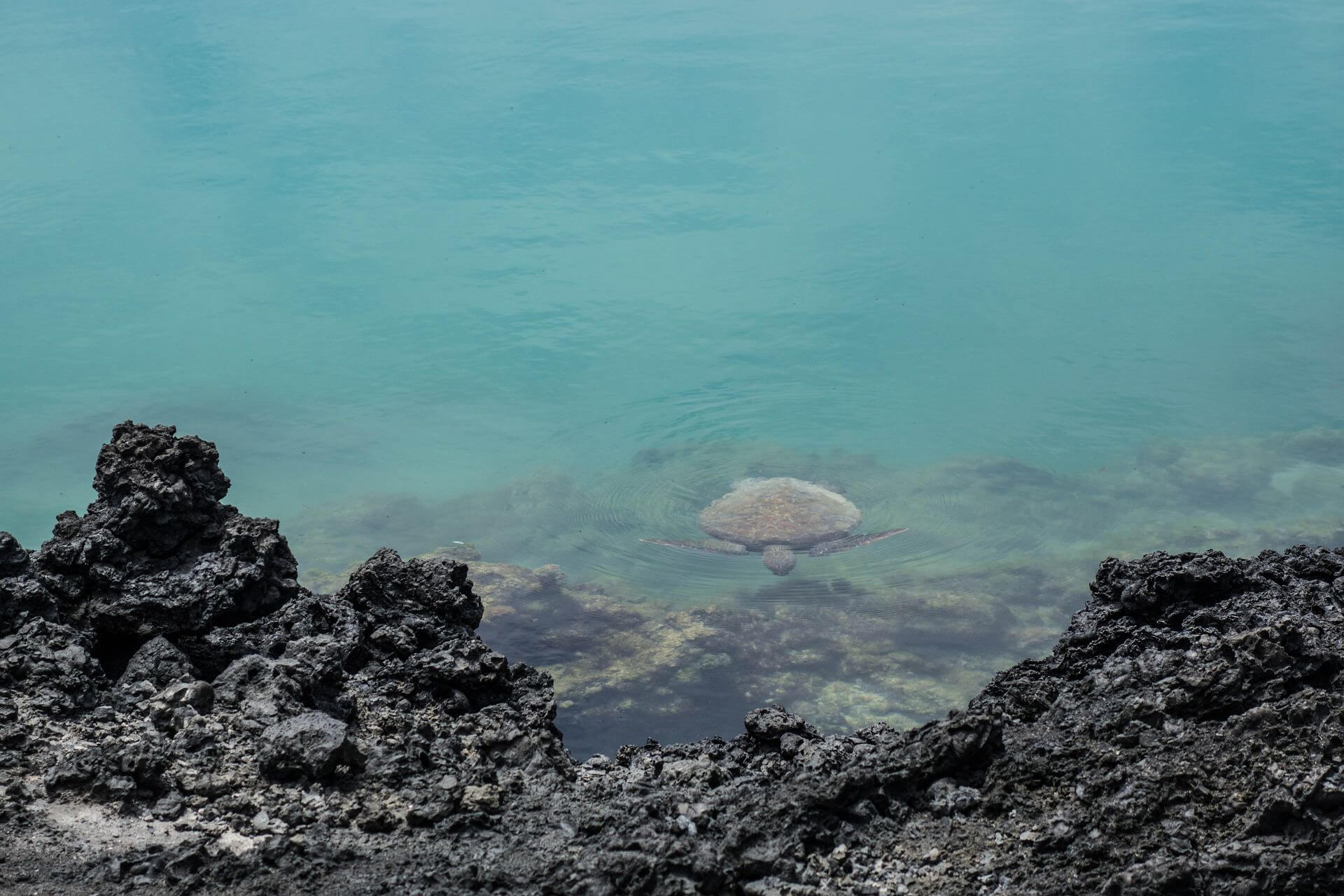 A sea turtle in the Galápagos