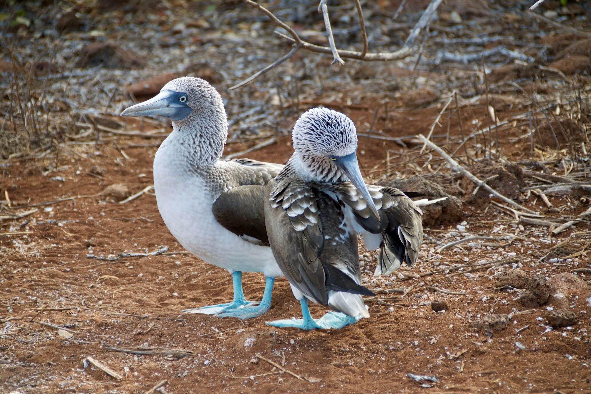 Blue footed boobies in the Galápagos