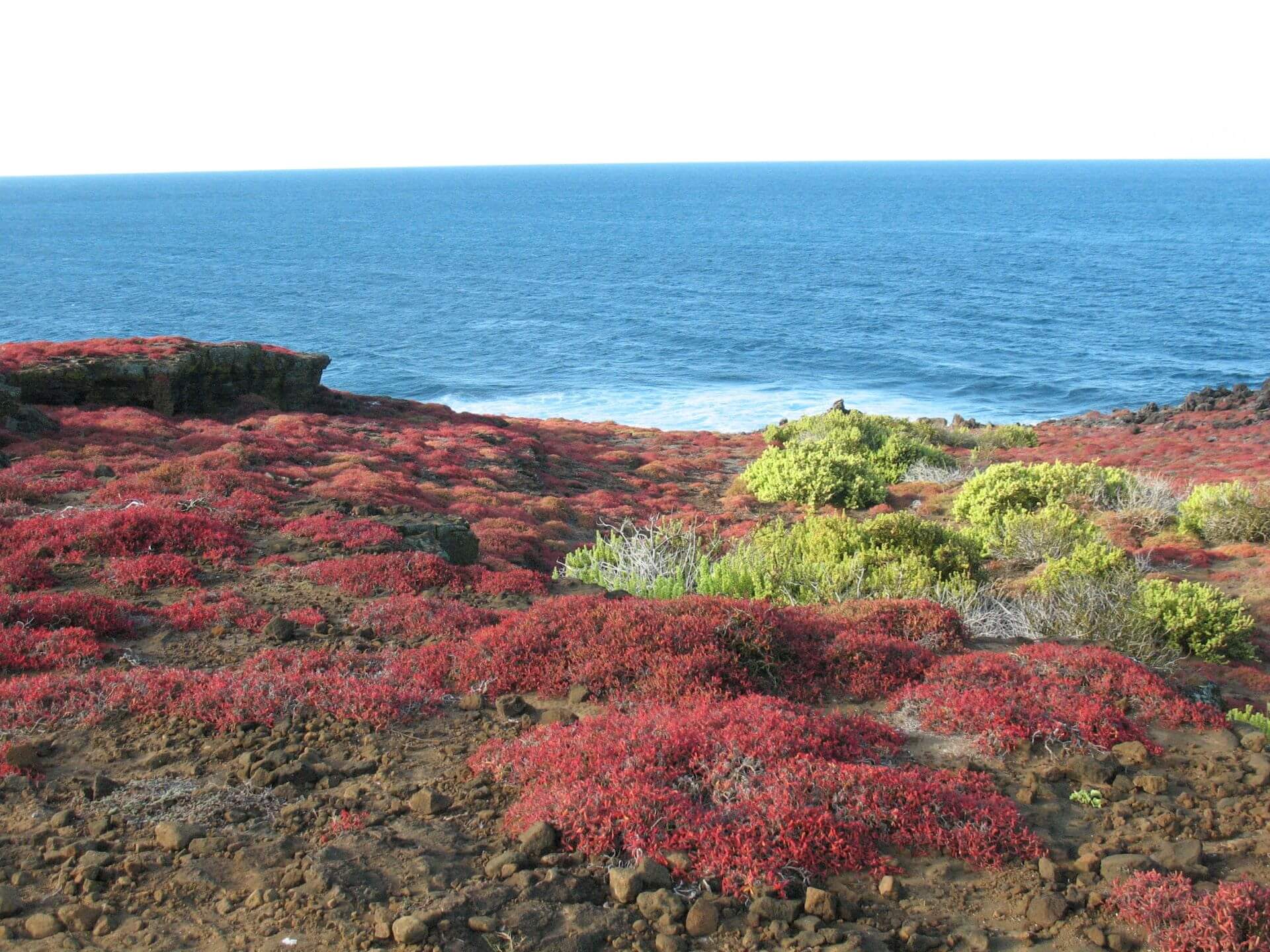 Vibrant red and green vegetation on the rocky coastline of the Galápagos Islands