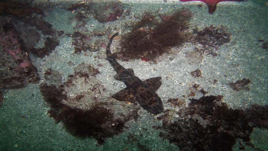 A Galápagos Bullhead Shark swimming on the sea bed.