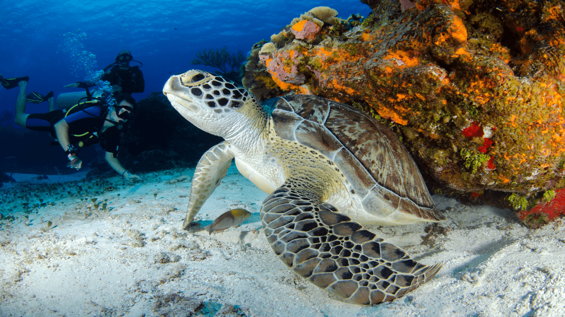 Scuba diving with sea turtles is a popular Galápagos pastime. Photo: Leonardo Lamas