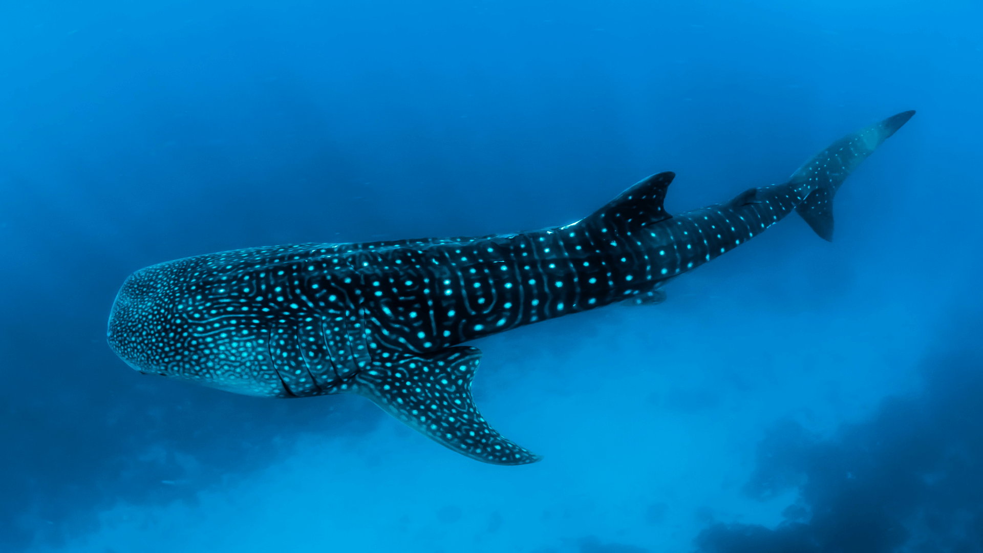 The whale shark is one of many shark species found in the Galápagos Islands. Photo: Sebastian Pena Lambarri