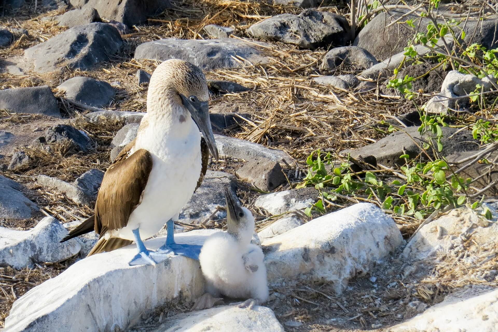 A blue-footed booby with its chick. Photo: pen_ash