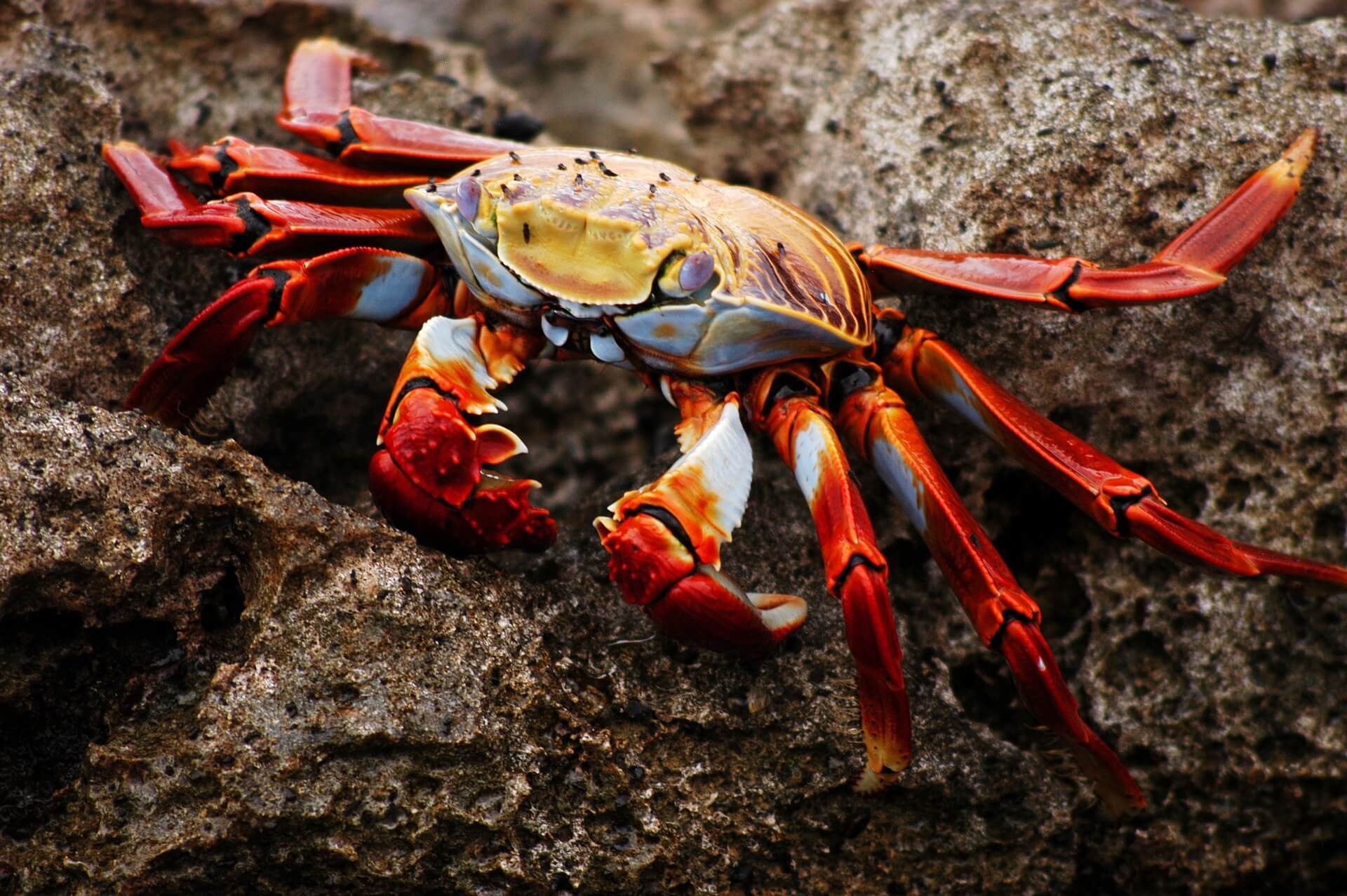 Crab with bright red legs 