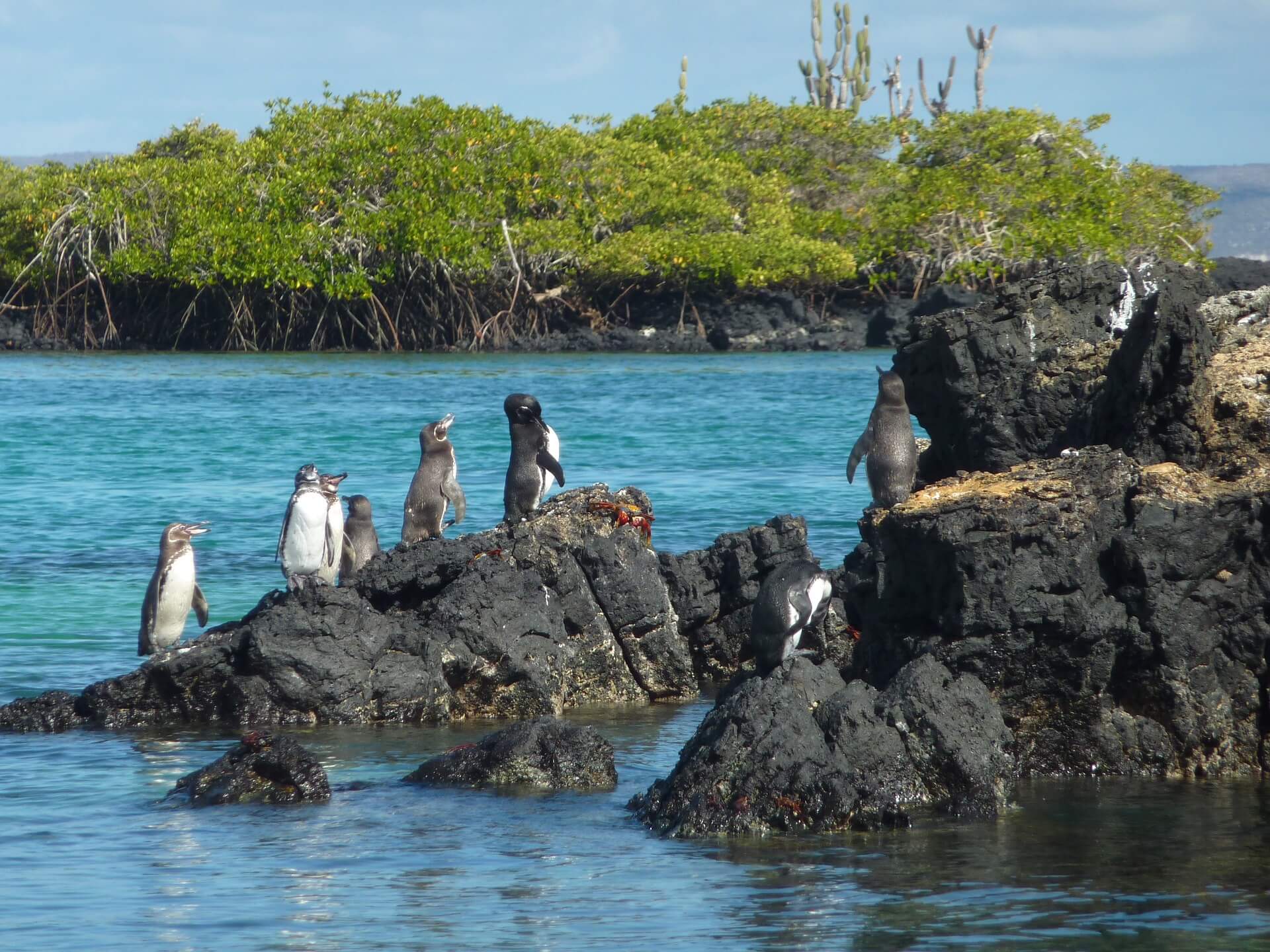 A group of small white and gray Galápagos penguins stand on rocks emerging from a blue sea. Photo: Sebastian_photos