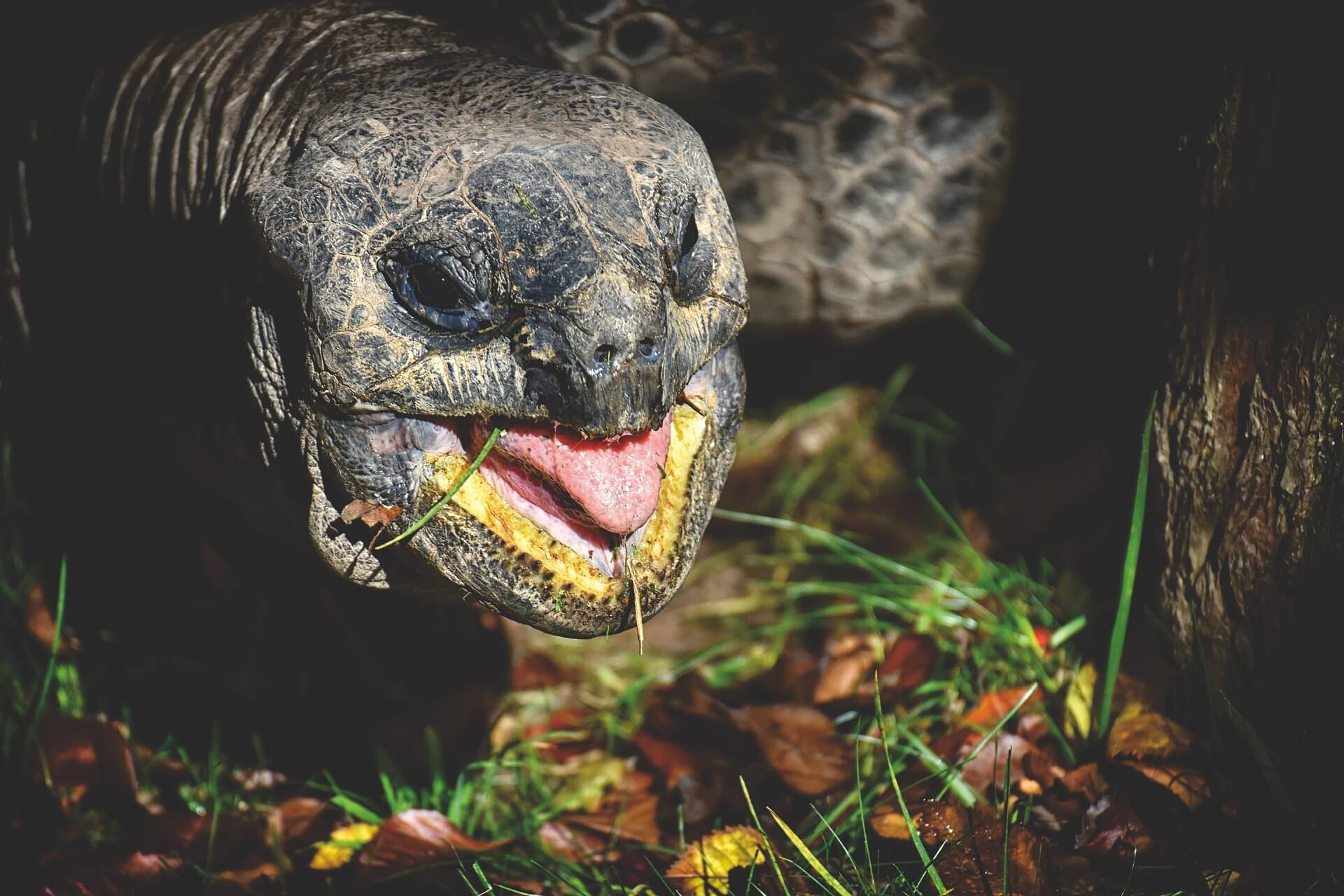 A giant tortoise snacks on some fresh wet grass