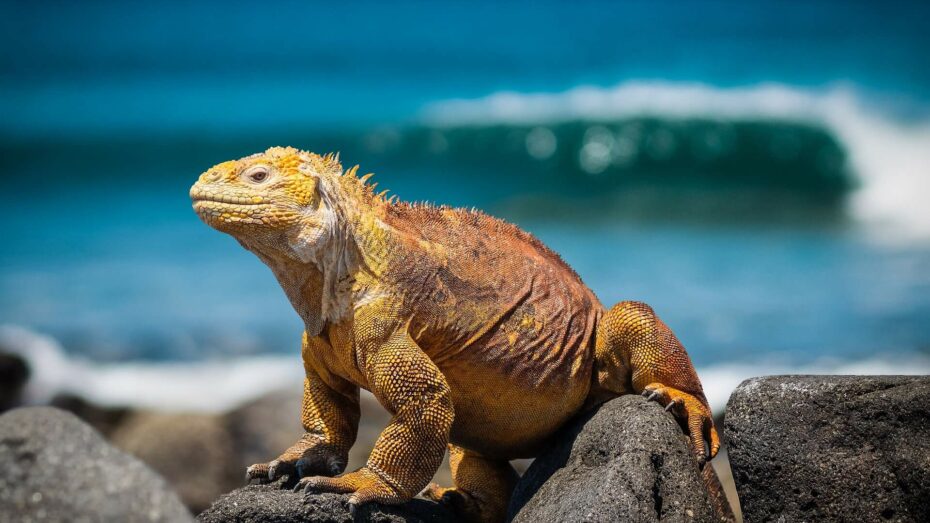Bright yellow iguana takes in the sun sat upon some rocks